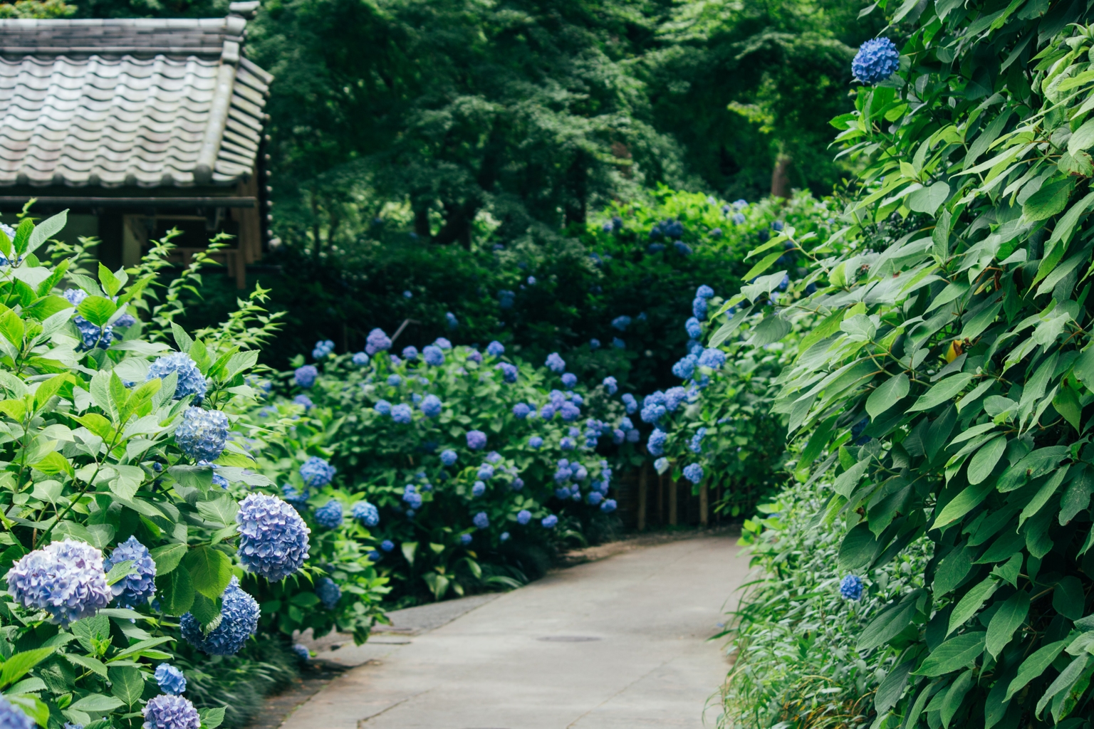 Allée d'hortensias devant un temple japonais