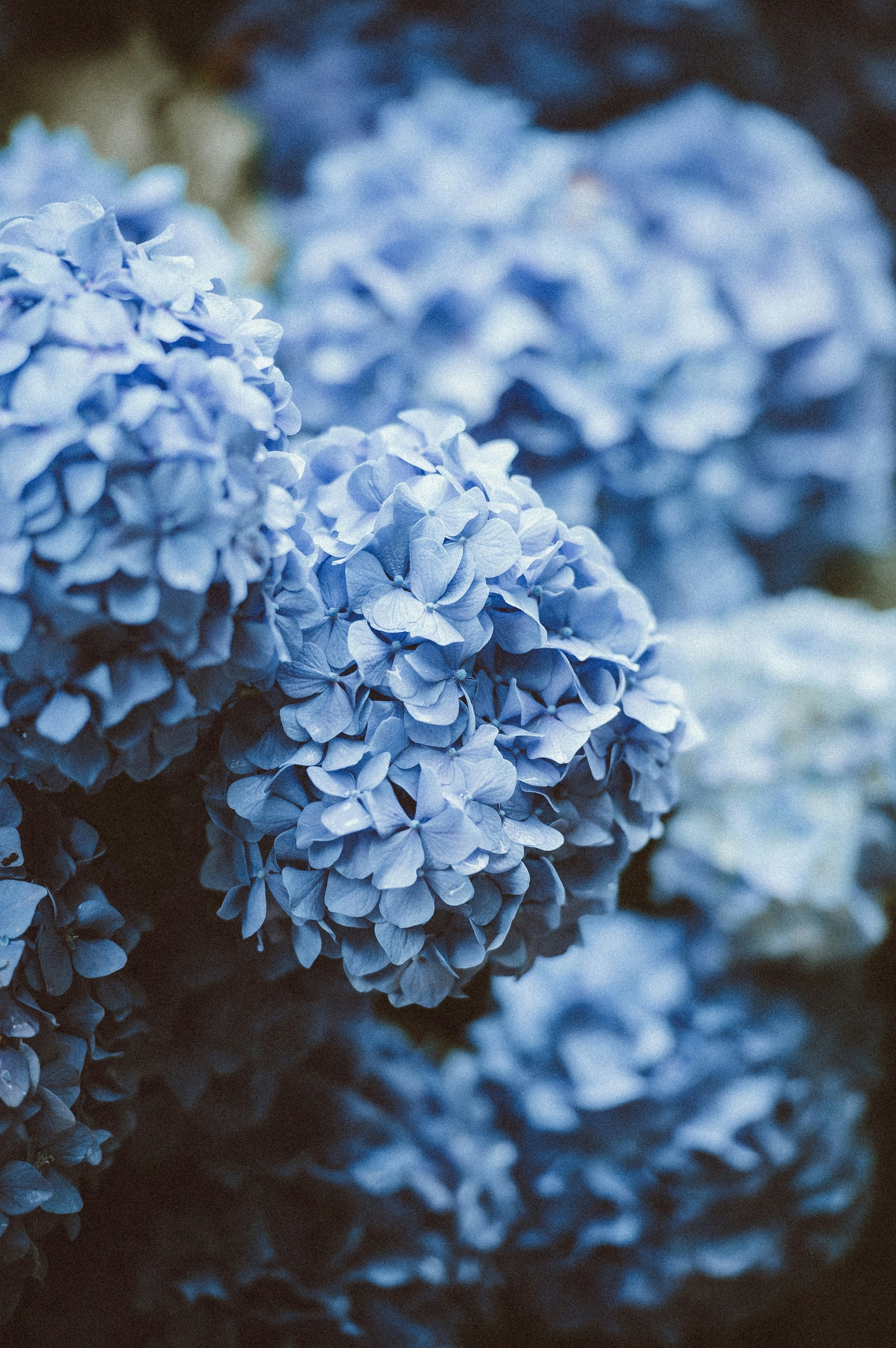 Hortensias bleus